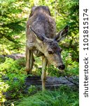 A young female deer seems to not mind the camera on Sperry Trail in Glacier National Park, Montana on a beautiful spring afternoon.