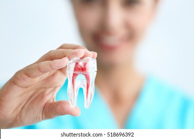 Young Female Dentist Holding Tooth Model