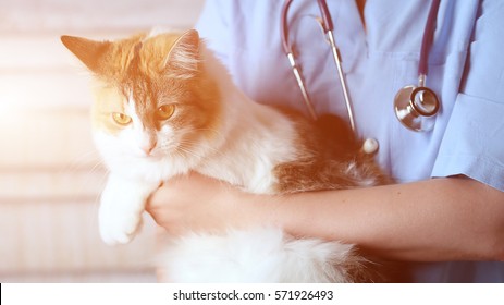 Young Female Doctor Veterinary With A Three Color Cat On Arms. Medical Equipment On Background.