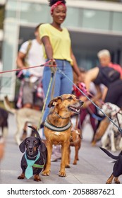 Young Female Dog Walker On The Job Outisde; Dog Walker Lifestyle