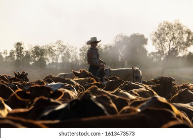 Young Female Drover Cowgirl Herding Cattle Silhouetted Against A Dusty Cloud In Queensland, Australia.