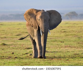 A young female elephant walks across a grassland green from rain after a long drought.  She moves softly over the new grass for such a large animal and her eyes are dreamy in the soft morning light.