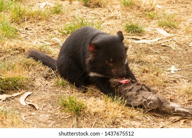 A Young Female Endangered Tasmanian Devil Feeds In The Early Morning