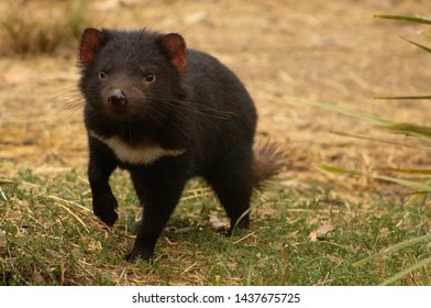 A Young Female Endangered Tasmanian Devil Prowls For Food In The Early Morning 