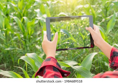 Young female farmer agriculture farm corn plantation check test take photos collect compare data with knowledge from Internet with tablet devices.Smart farmming tecnology data comunication concept