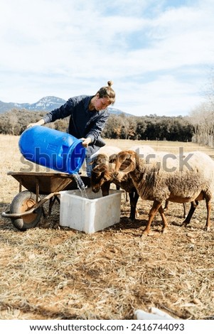 Young female farmer in casual clothes poring barrel of water into container while working on farm near herd of domestic sheep at daytime