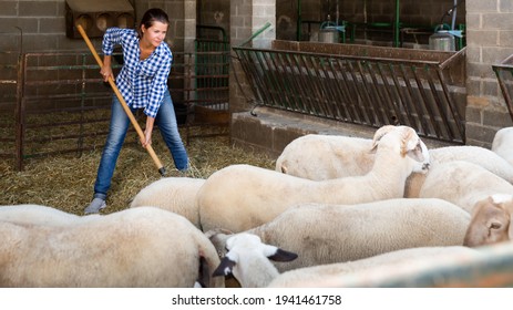 Young Female Farmer Engaged In Sheeps Breeding, Cleaning Sheep Barn