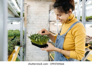 Young female farmer growing microgreens on her indoor vertical garden. Happy woman looking after plants on shelfs. Radish, arugula, daikon, oxalis, purple sango radish, pea - Powered by Shutterstock