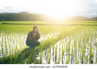 Young Female Farmer Woman Holding An IPad With A Smiling Face On A Green Rice Field