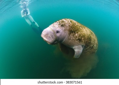 A Young Female Films A Manatee As It Surfaces In Kings Bay While Grazing On The Algae In The Bay.