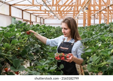 A Young Female Gardener Picks Strawberries In A Large Professional Greenhouse. Organic Strawberry Farm. Industrial Horticulture