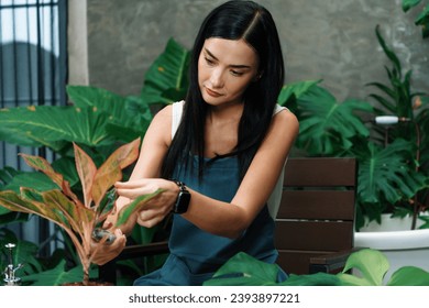 Young female gardener tending and trimming to tropical plant in minimalist architectural concrete style summer exotic plant foliage garden, home gardening for environmentalist lifestyle. Blithe - Shutterstock ID 2393897221