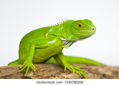Young female green iguana, 1 month old, White background