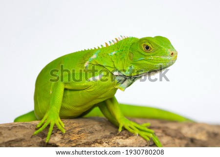Young female green iguana, 1 month old, White background