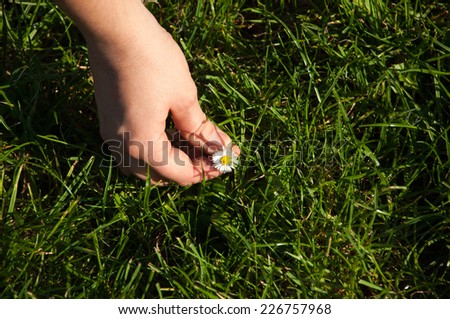 Young female hand picking daisy.