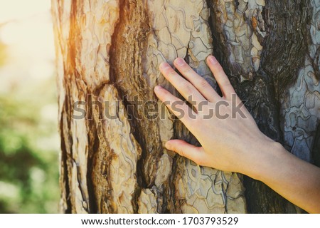 young female hand touching old tree bark at sunrise in summer forest, protect nature, green eco-friendly lifestyle, sunny morning, copy space