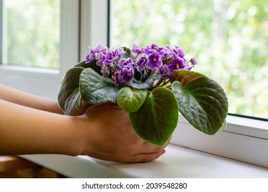 Young Female Hands Hold Flower Pot With Blossoming African Violet Flower Saintpaulia With Green Leaves. 