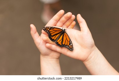 Young female hands holding a beautiful butterfly.