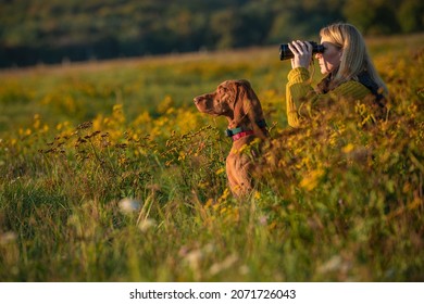 Young female hunter using binoculars for bird spotting with hungarian vizsla dog by her side, out in a meadow on a beautiful sunny autumn evening. Hunting with a hunting dog.