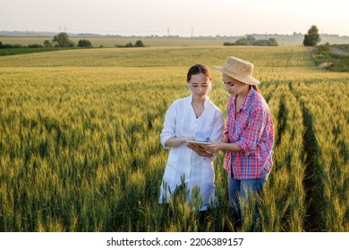 Young Female Lab Technician In White Coat And Female Farmer Checking Harvest Progress On Tablet In Green Wheat Field. A New Crop Of Wheat Is Growing. Agriculture And Farm Concept.