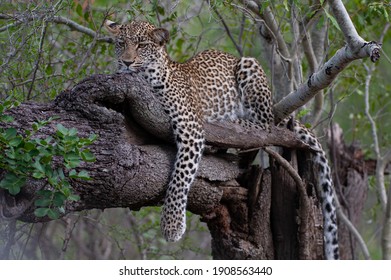 A young female Leopard seen in a tree on a safari in South Africa