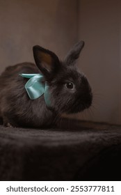Young female Lionhead Rabbit pet with a cute bow