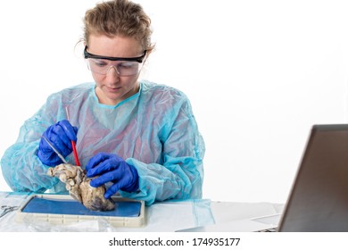 Young Female Medical Student In Class Sitting At A Bench In The Laboratory Dissecting A Sheep Heart As She Analyzes The Structure And Physiology