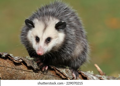 5,448 Possum Images, Stock Photos & Vectors | Shutterstock