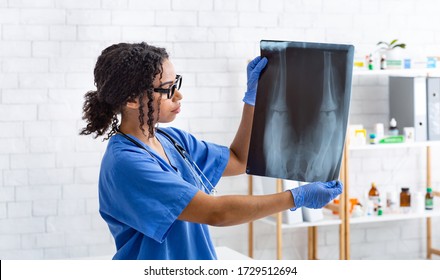 Young Female Radiologist Holding Animal Xray In Veterinarian Clinic. Panorama