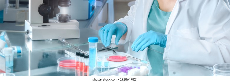 Young female scientist dissects tissue samples for cell culture in modern laboratory