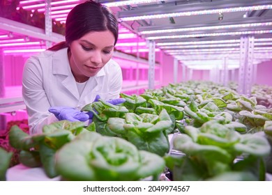 Young female scientist in white coat and latex gloves inspecting green lettuce leaves growing in hydroponic tanks in spacious agricultural glasshouse with UV illumination - Powered by Shutterstock