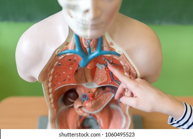 Young Female Teacher In Biology Class, Teaching Human Body Anatomy, Using Artificial Body Model To Explain Internal Organs. Finger Pointing To Blood Vessels System. Hand Detail.