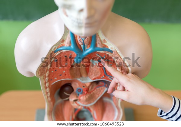 Young female\
teacher in biology class, teaching human body anatomy, using\
artificial body model to explain internal organs. Finger pointing\
to blood vessels system. Hand\
detail.