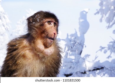 A young female tibetan macaque monkey sitting agains a white snowy background at the top of Emei Shan/Emei Mountain in Sichuan province, China.