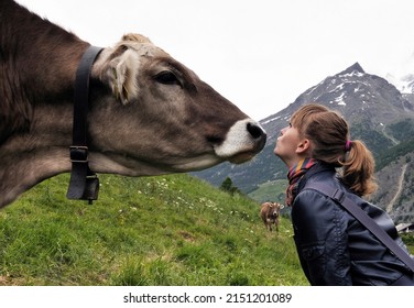  Young female tourist in friendly contact with cow met in Swiss Alps, Saas Fee resort, canton Valais, Switzerland, Europe 