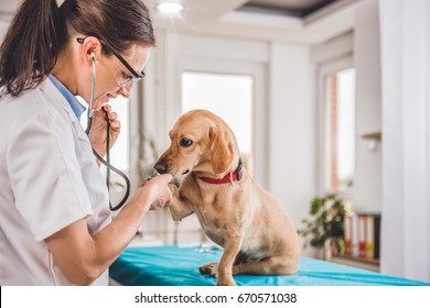 Young female veterinarian checking up the dog at the veterinarian clinic - Shutterstock ID 670571038