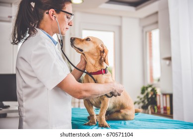 Young Female Veterinarian Checking Up The Dog At The Veterinarian Clinic