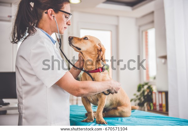 Young female veterinarian checking up the dog at\
the veterinarian clinic