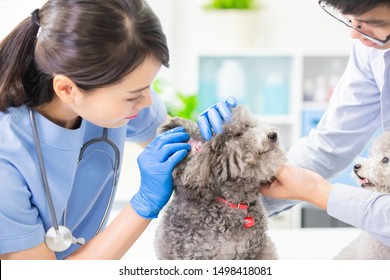 Young Female Veterinarian Doctor Examine Dog At Veterinary Clinic