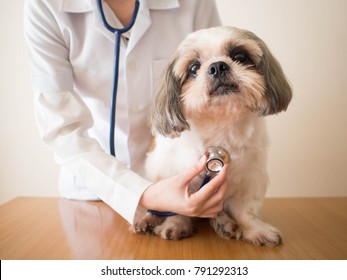 clinic dog
