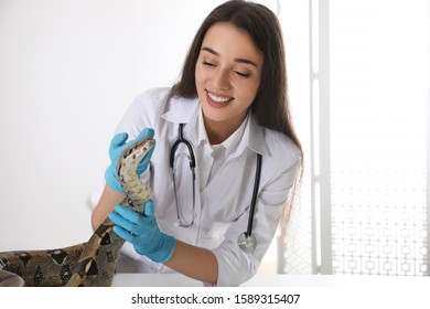 Young Female Veterinarian Examining Boa Constrictor In Clinic