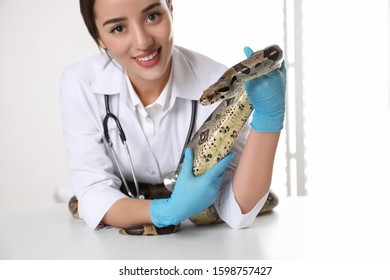 Young Female Veterinarian Examining Boa Constrictor In Clinic