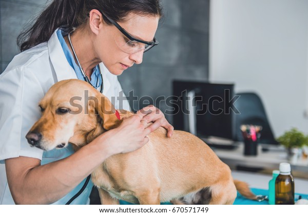Young female veterinarian picking a tick on dog\
fur at the veterinarian\
clinic