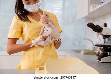 Young Female Veterinarian Taking Care Of Kitten In Clinic