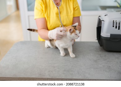 Young Female Veterinarian Taking Care Of Cat In Clinic