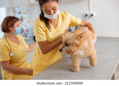 Young Female Veterinarian Taking Care Of Dog In Clinic