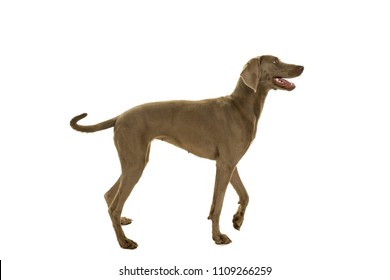 Young female weimaraner dog standing sideways full body isolated in white - Powered by Shutterstock