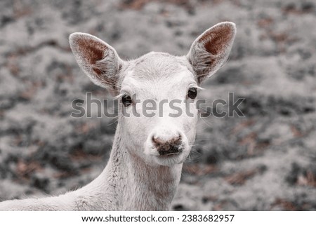 A young female white fallow-deer looks into a camera. Close-up portrait of a female young white fallow-deer with a grey background.