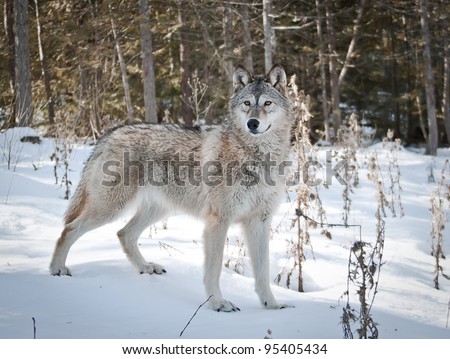 Young female wolf standing on fresh snow posing for her portrait