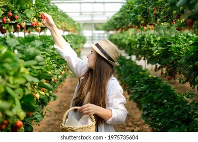 Young female worker in straw hat and basket ,contemporary vertical farm picking up ripe strawberries growing on shelves in greenhouse .Farming and small business concept.Healthy living .Village life  - Powered by Shutterstock